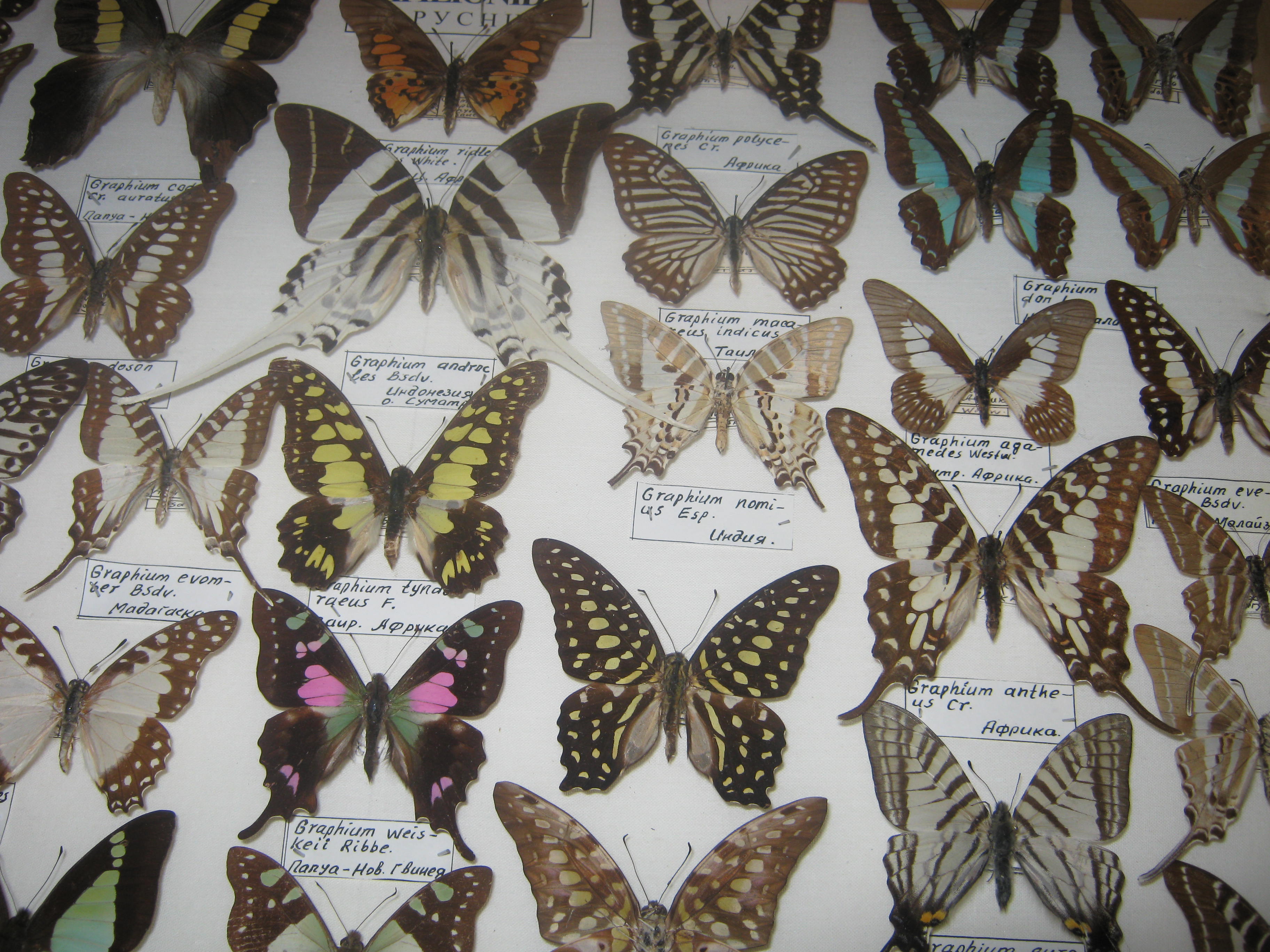 фото музей бабочек